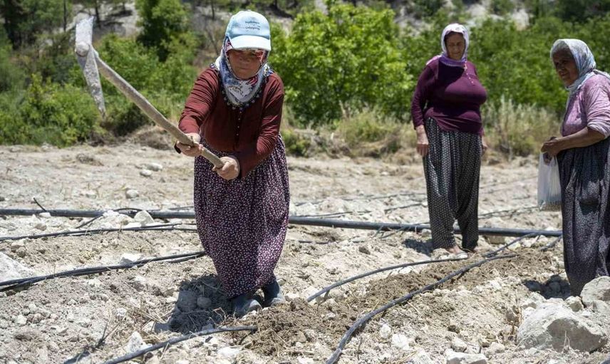 Mersin’de atalık leklek fasulyesi yeniden toprakla buluştu