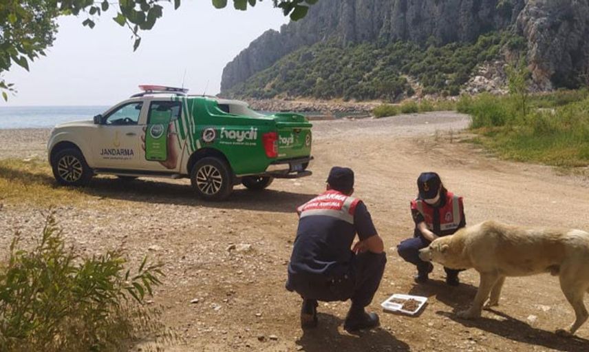 Mersin’de Jandarma Ekipleri Sokak Hayvanlarını Unutmadı