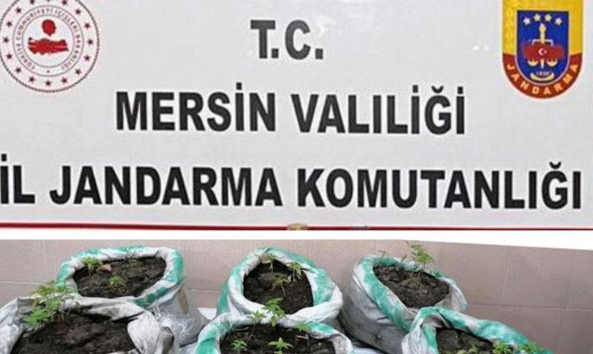 Mersin'de Kenevir Yetiştiren 2 Şahıs Tutuklandı