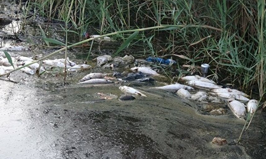 Mersin’de Korkutan Görüntü! Binlerce Balık Öldü