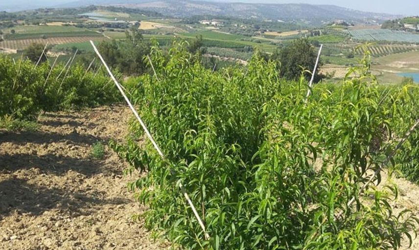Mersin’de Yaban Hayvanları 600 Adet Ağacı Telef Etti