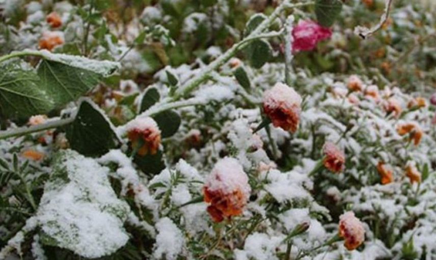 Meteoroloji 5 İl İçin 'Zirai Don' Uyarısı Yaptı!