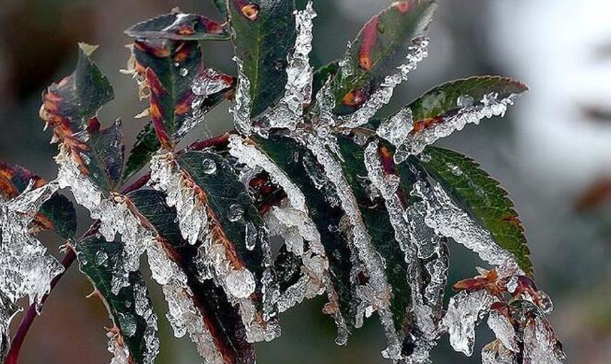 Meteoroloji'den 3 Bölgeye Zirai Don Uyarısı