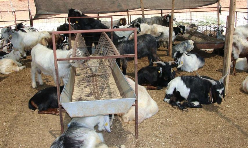 Migros A101 Carrefour 2022 Kurbanlık fiyatları ne kadar? Küçükbaş ve büyükbaş kurbanlık fiyatları