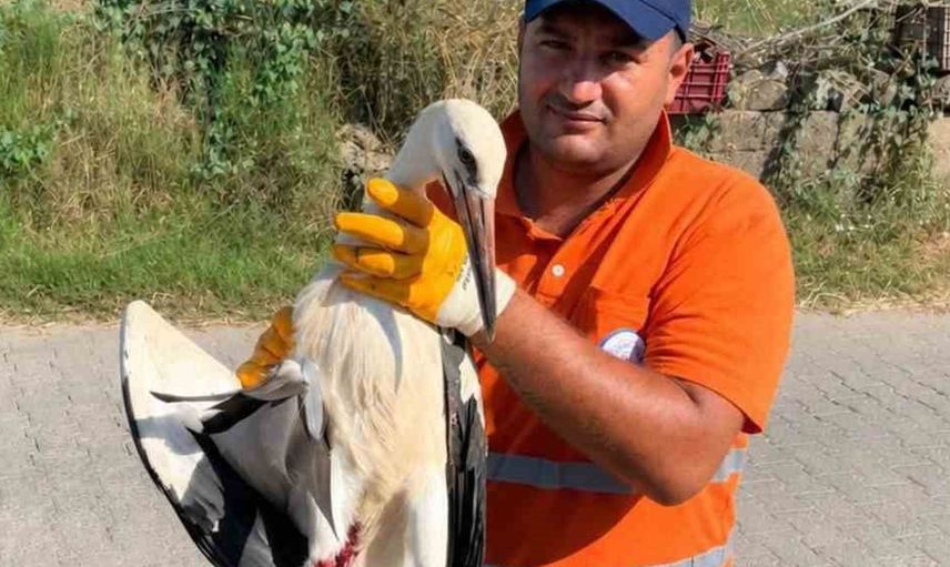 Milas'ta temizlik personelinin duyarlılığı yaralı leyleğe umut oldu
