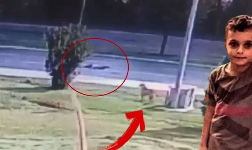 Milyonlarca insan Zana’ya ağlıyor: Sokak köpeklerinden kaçarken arabaya çarptı