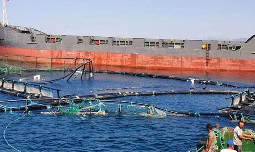 Muğla'da Akılalmaz Kaza: 750 Bin Balık Denize Kaçtı!