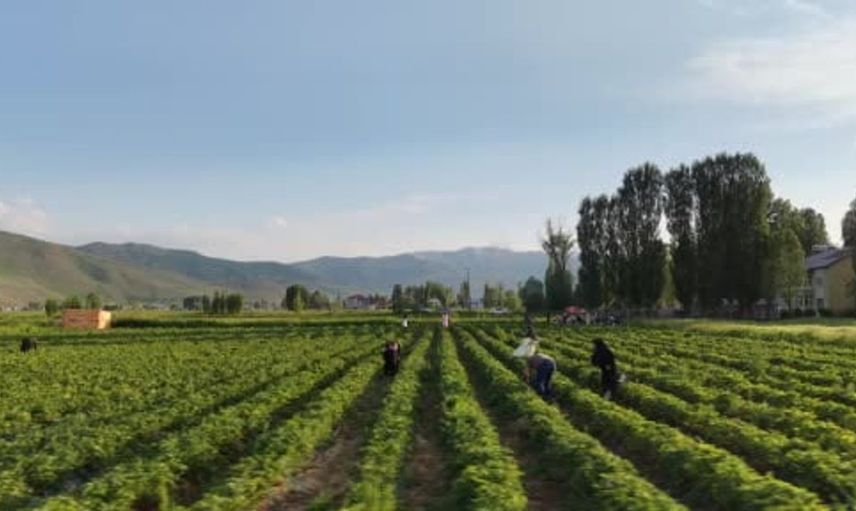 Muş'ta Çilek Tarlası Ziyaretçilere Açıldı