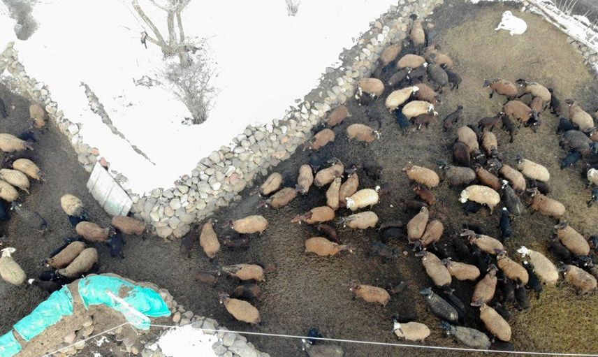 Muş'tan Renkli Görüntüler: Baharın Müjdecileri Olarak Bilinen Kuzular Anneleriyle Buluştu!