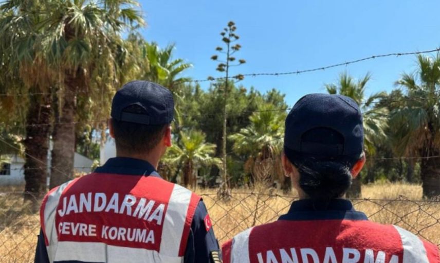 Nadir Bulunan ''Agave'' bitkisine Aydın'da Rastlanıldı