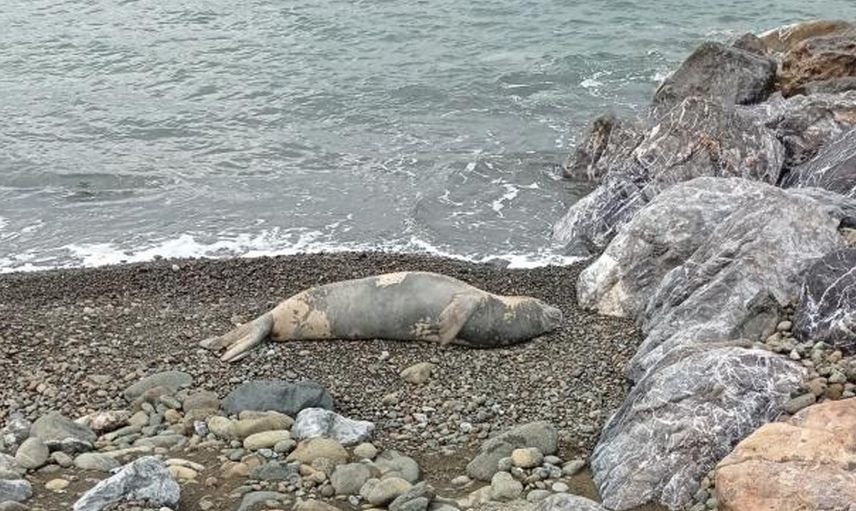 Nesli Tükenmek Üzere! Akdeniz Foku Hatay'da Görüldü