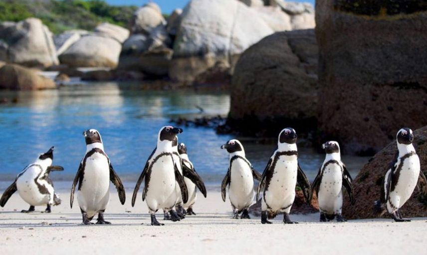 Nesli Tükenmekte Olan Penguenler Öldü!