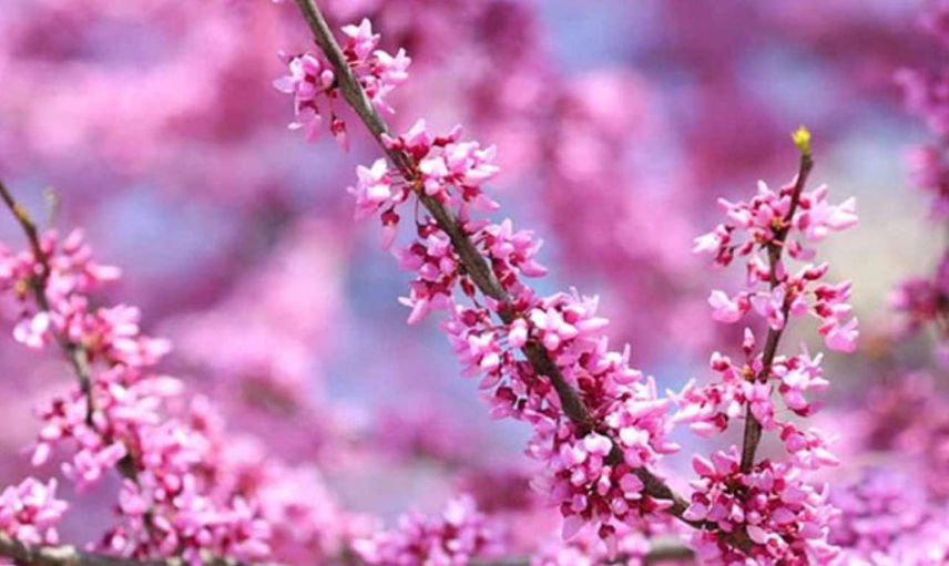 Nevruz Bayramı mesajları kutlama sözleri 2022