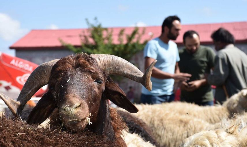 Nevşehir kurbanlık fiyatları ne kadar? 2022 Nevşehir büyükbaş, küçükbaş kurbanlık hisse fiyatları
