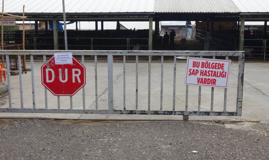 O ilde şap alarmı verildi: 9 mahalle karantinaya alındı