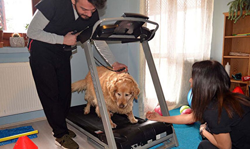 Obez Köpek Paşa: 3 Yılda 30 Kilo Zayıflamayı Başardı