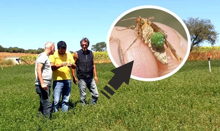 Önce Trakya’da ortaya çıkmıştı şimdi o ilde de görüldü: Çayır tırtılı giderek yayılıyor