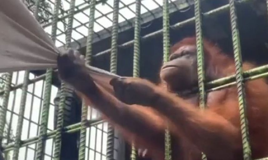 Orangutana yakalanan adamın korku dolu anları!