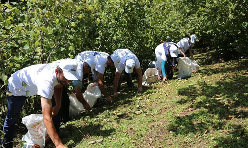 Ordu'da Dev Fındık Projesi ile 'Fındık Dal da Kalmayacak'!