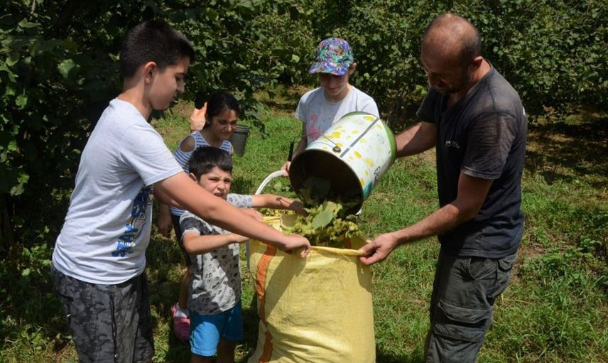 Ordu'da Sezonun İlk Fındığı Toplandı!