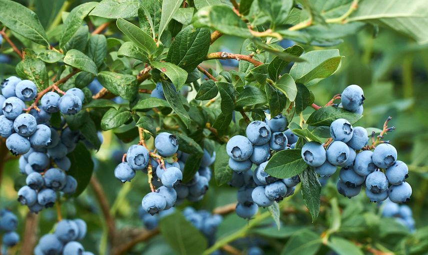 Ordu’da Yaban Mersini Bahçeleri Kuruluyor