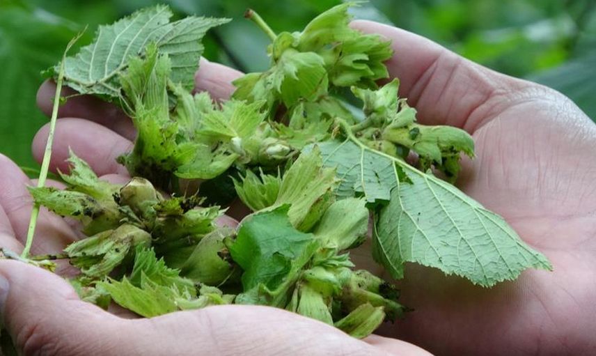 Ordu’da Yağan Dolu Fındık Rekoltesine Etkiledi