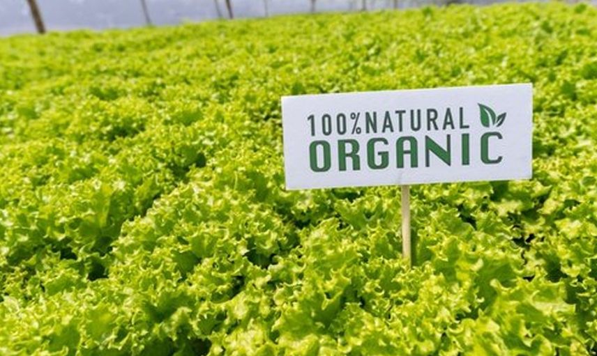 Organik Diye Satılan Ürünlere Dikkat: Göğüs Kanserine Neden Oluyor