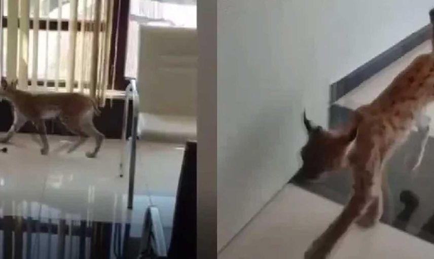 Ormanın hayaleti olarak bilinen vaşak iş yerine girdi!