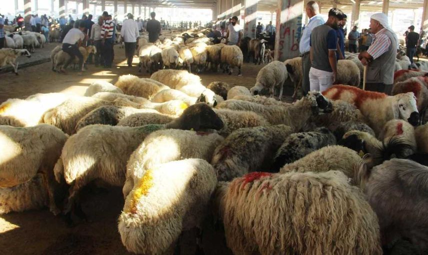 Osmaniye kurbanlık fiyatları ne kadar? 2022 Osmaniye büyükbaş, küçükbaş kurbanlık hisse fiyatları