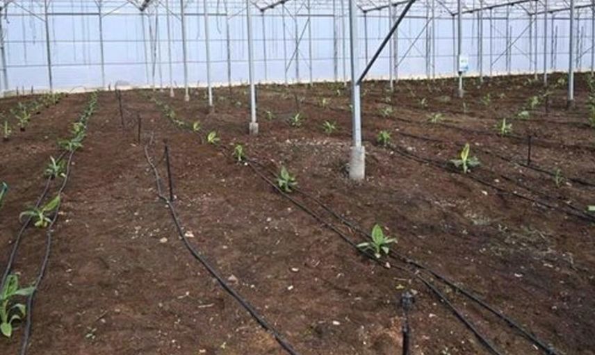 Osmaniye’de Teknolojiyi Kullanıp Serada Muz Üretecekler!