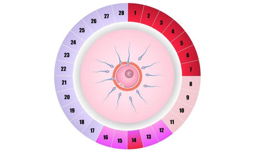 Ovülasyon (Kadınlarda Yumurtlama Dönemi) Nedir?