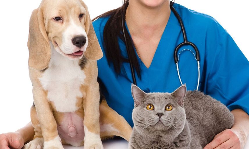 Özellikle kedi ve köpeklere dikkat! Hayvanlarda Kanser vakaları arttı!