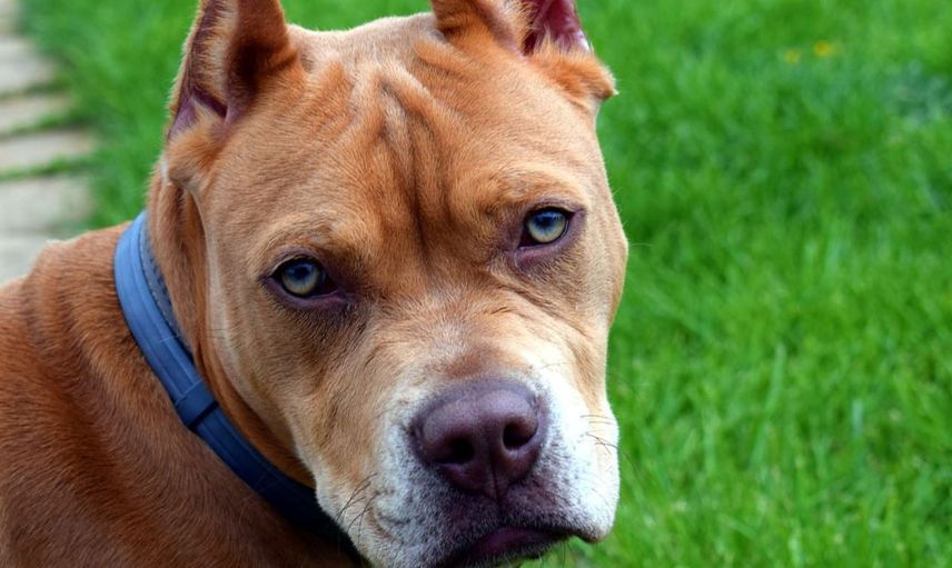 Pitbull Yine Dehşet Saçtı! 11 Aylık Bebeğe Saldırdı!