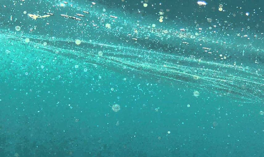 Plankton nedir, nasıl oluşur? Plankton neyle beslenir, nasıl ürer? Denizlerin sihirli yaratığı planktonların gizemli hayatı