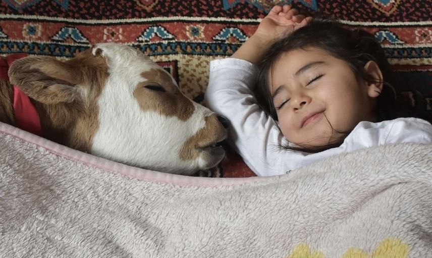 Prematüre doğan buzağı, bir ailenin bakımıyla hayatta kalmış
