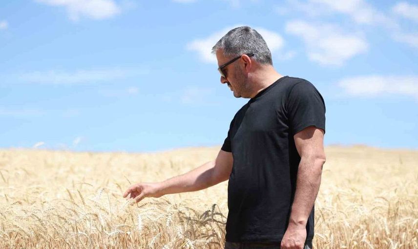 Pursaklar'da hasat dönemi başladı