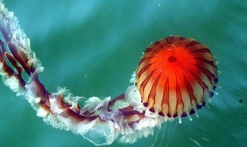 Pusula denizanası nedir, tehlikeli mi? Dünyanın en tehlikeli türlerinden Pusula denizanası Türkiye'de nerelerde görüldü?