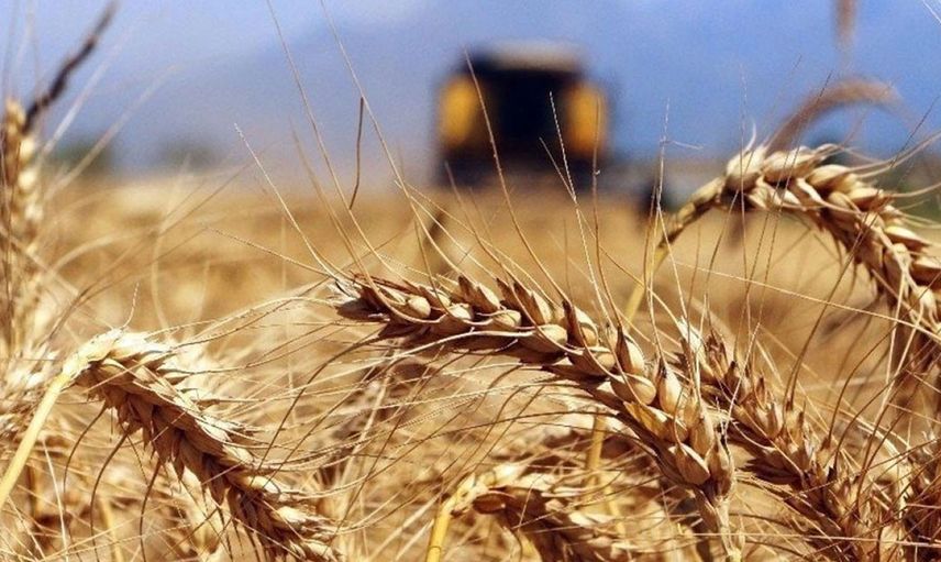 Rapor yayımlandı, Dünya Bankası'ndan korkutan buğday açıklaması!