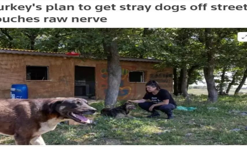Reuters'tan Türkiye'deki çalışma için karalama kampanyası: Sokak köpekleriyle ilgili algı oluşturuldu