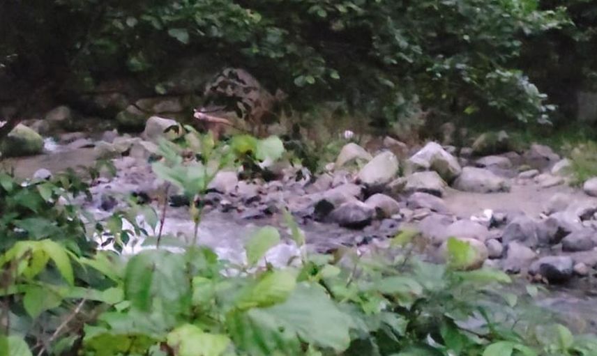 Rize Ayder Yaylası’na balık tutmaya giden 3 genç ayı ile karşı karşıya kaldı! İşte o anlar