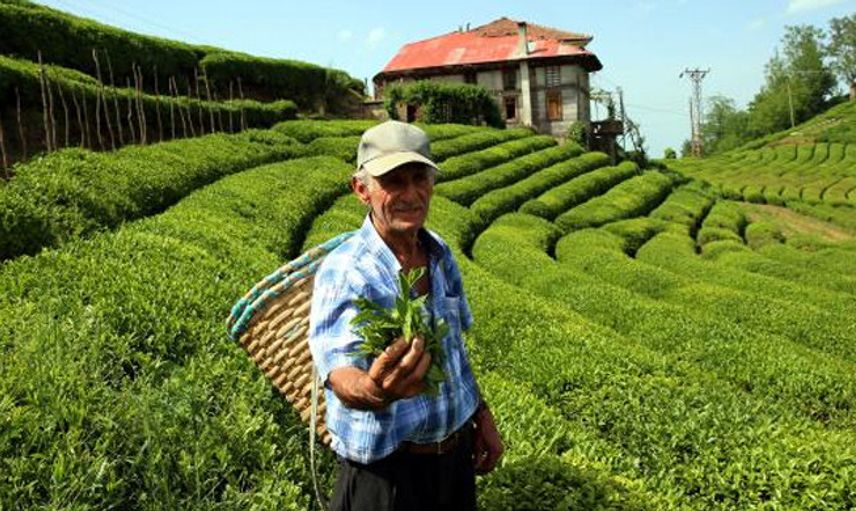 Rize Valisi Kemal Çeber: Çay Tarımı İçin Gelenler 10 Gün Karantinada Kalacak