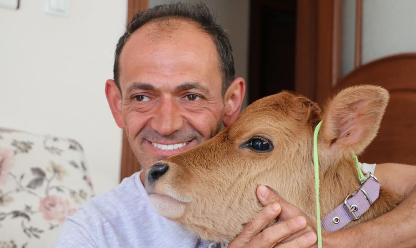Rize'de bir binanın 5. katındaki evinde buzağı besliyor! 'Ben böyle bir sevgi görmedim!'