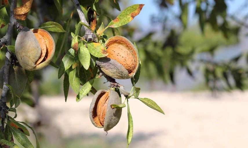 Rüyada badem ağacı görmek nedir, neye yorumlanır? Badem ağacı rüyasının anlamı ve tabiri