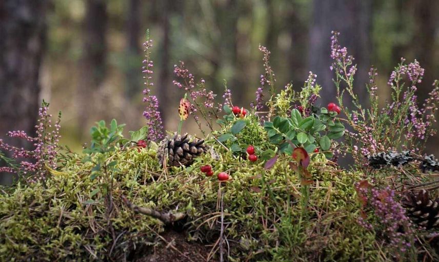 Rüyada çalı görmek ne demektir? Rüyada çalı görmenin tabiri ve anlamı
