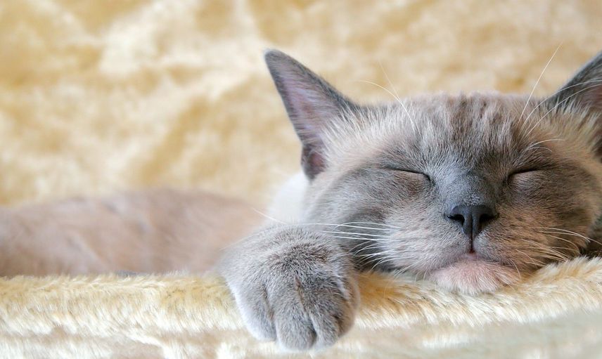 Rüyada Kedi Görmek Ne Demek?