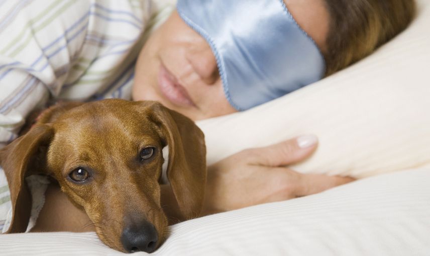 Rüyada Köpek Görmek Ne Anlama Gelir?
