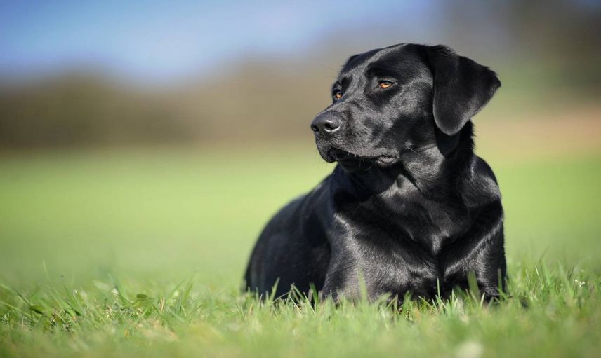 Rüyada siyah köpek görmek ne anlama gelir? Rüyada siyah köpek ısırması görmek neye işarettir? 2024 rüyada siyah köpek saldırması Diyanet