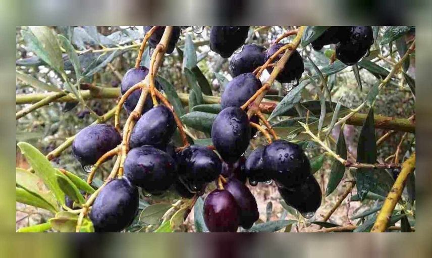 Rüyada zeytin ağacı görmenin anlamı nedir, neye yorumlanır? Zeytin ağacı rüyasının tabiri, anlamı