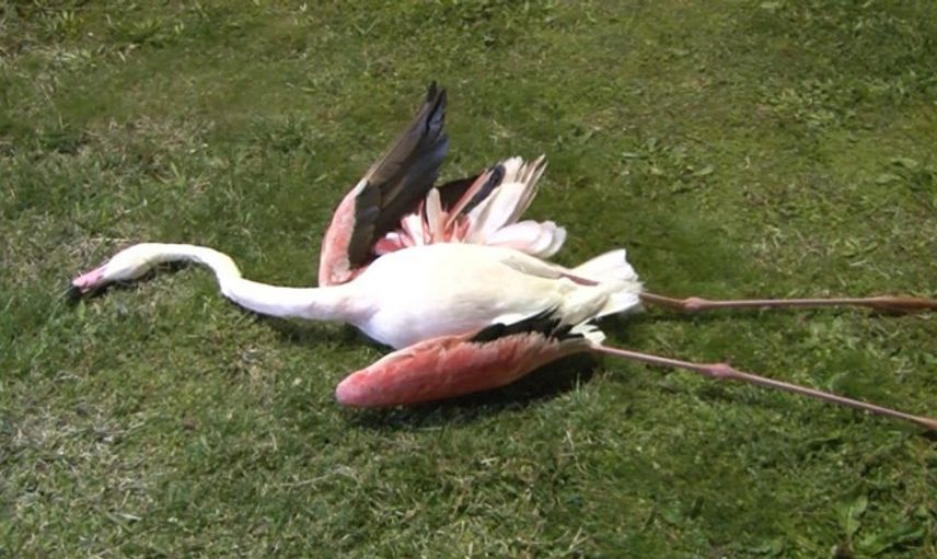 Sahilde Telef Olmuş 9 Flamingo Bulundu