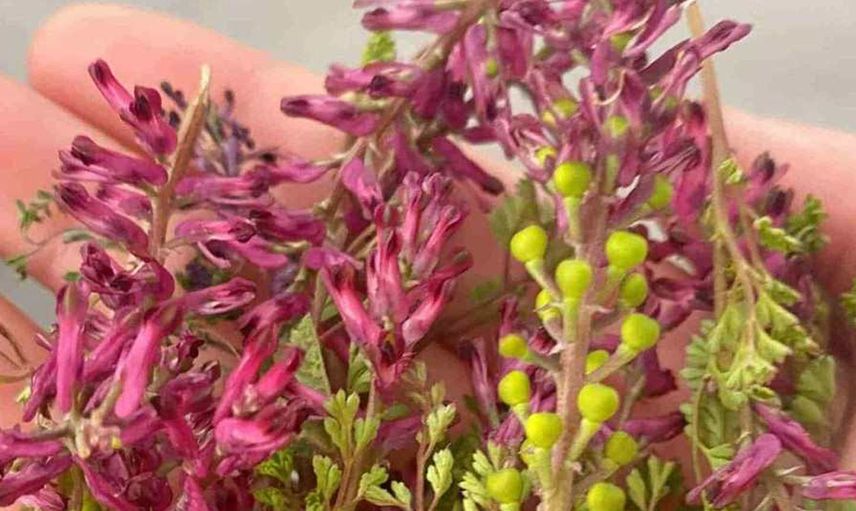 Şahtere otu nedir,nasıl kullanılır? Şahtere otunun faydaları ve kullanım şekli